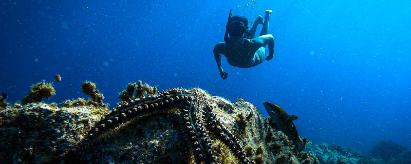 “El valor ecológico del entorno marino de Lanzarote”. Exposición colectiva.